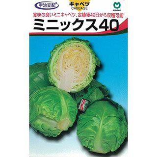 キャベツの種 ミニックス40の種 小袋（約70粒) ( 野菜の種 ) : 菜園
