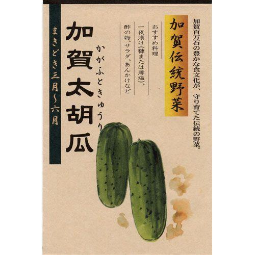 キュウリの種 加賀太胡瓜 2ml ( 野菜の種 ) : 菜園くらぶ Yahoo!店