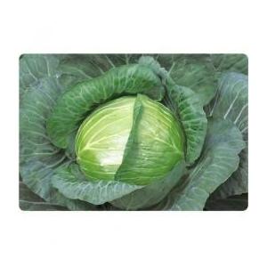 キャベツの種 YR新風 コート5千粒 ( 野菜の種 )
