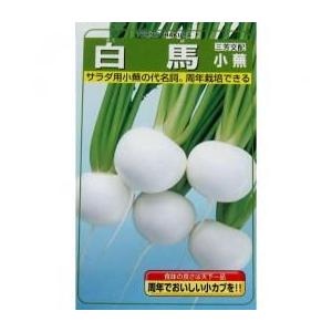 カブの種 白馬小蕪 2dl缶 ( 野菜の種 )