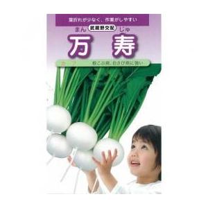 カブの種 万寿小蕪 1dl缶 ( 野菜の種 )