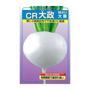 カブの種 CR大政大蕪 1dl缶 ( 野菜の種 )