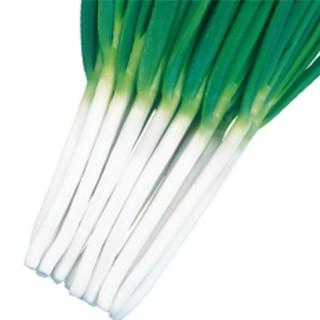 ネギの種 秀逸 2dl缶 ( 野菜の種 )