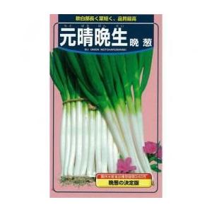 ネギの種 元晴晩生 2dl缶 ( 野菜の種 )