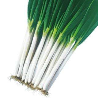 ネギの種 元蔵 小袋（約20ml) ( 野菜の種 ) : 菜園くらぶ Yahoo!店