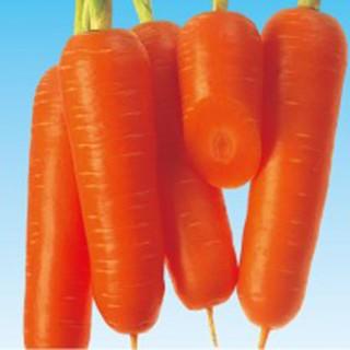 人参の種 ゆめはま五寸 2dl缶 野菜の種 Www Unipymes Com