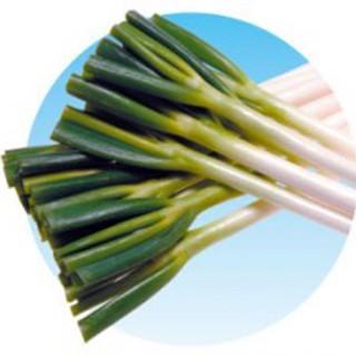ネギの種 龍ひかり2号 2Lコート6千粒ビン ( 野菜の種 ) : 菜園くらぶ