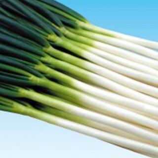 ネギの種 龍翔 (りゅうしょう) 2dl缶 ( 野菜の種 ) : 菜園くらぶ ネギの種 龍翔 (りゅうしょう) 2dl缶 ( 野菜の種 ) : 菜園くらぶ