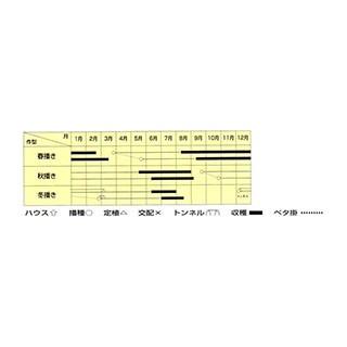 ゴボウの種 白肌中早生 1L ( 野菜の種 )の画像