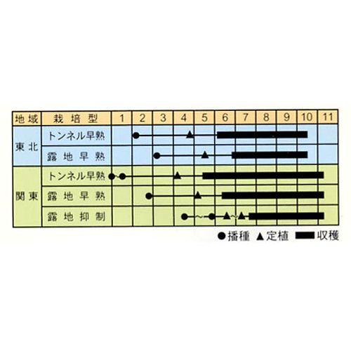 茄子の種 ちび丸 0.7ml ( 野菜の種 )｜saien-club｜02