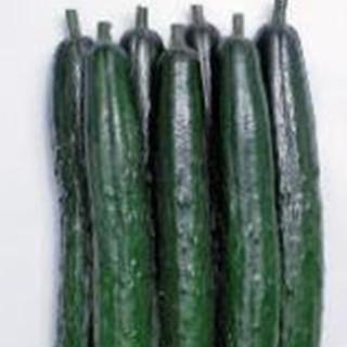 キュウリの種 夏元気 350粒 ( 野菜の種 )