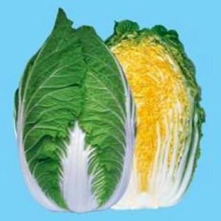 黄愛75 (白菜の種) 20ml ( 野菜の種 )