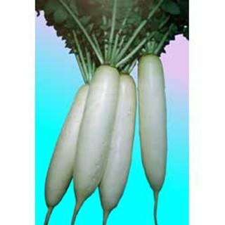 大根の種 富美勢 1dl缶 ( 野菜の種 )