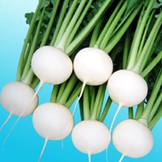 カブの種 まるちゃん小蕪 2dl缶 ( 野菜の種 )