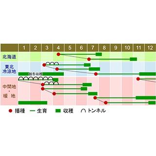 人参の種 べによし五寸 2dl缶 ( 野菜の種 )の画像