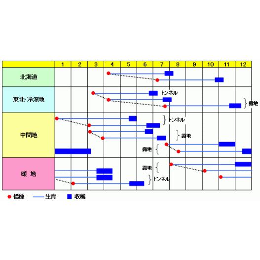 人参の種 べによし五寸 1L缶 ( 野菜の種 )の画像
