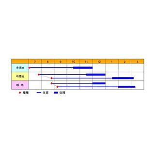 人参の種 紅泉五寸2号 1L缶 ( 野菜の種 )の画像