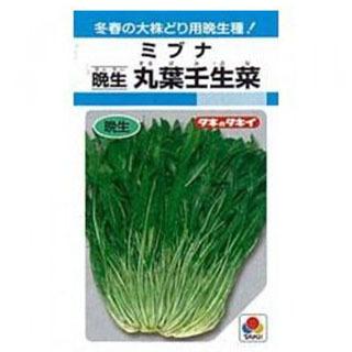 丸葉壬生菜 (晩生) (壬生菜の種) 小袋 約1dl ( 野菜の種 )｜saien-club