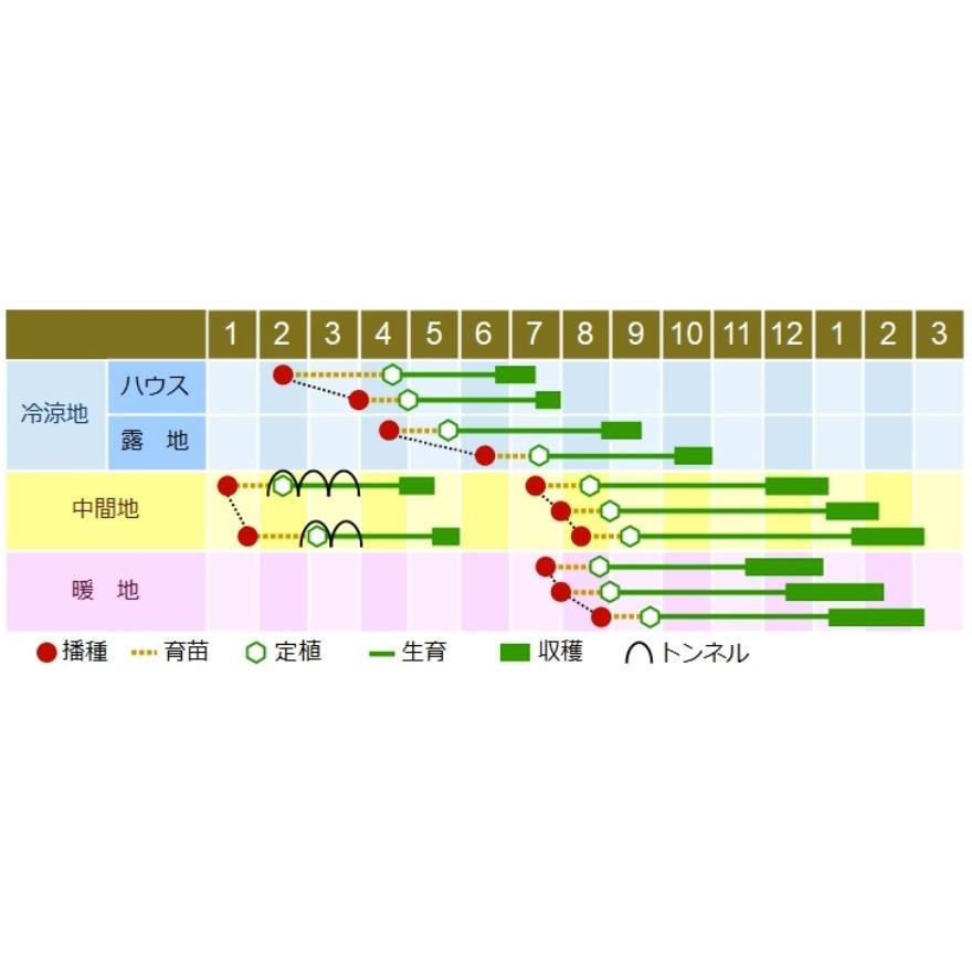 カリフラワーの種 スパイラル（ロマネスコ） 25粒 : 菜園くらぶ Yahoo