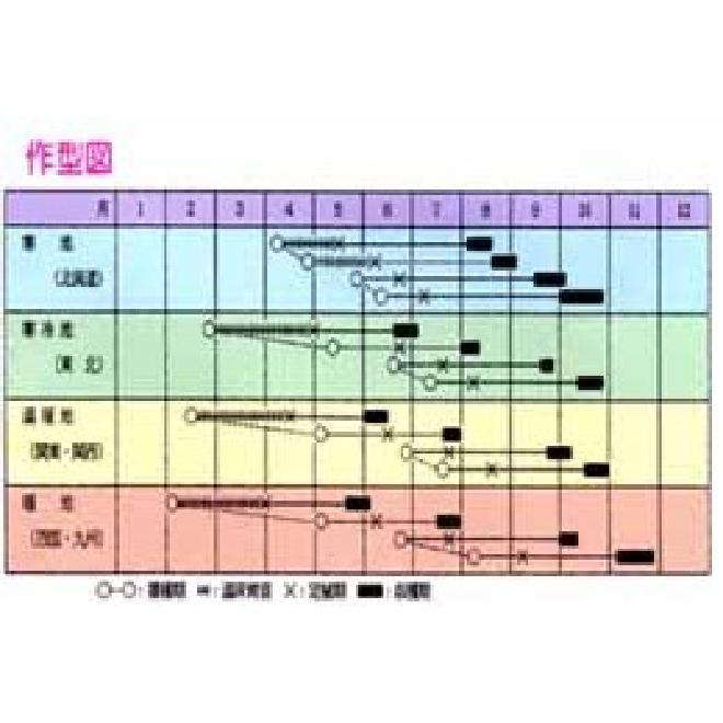 キャベツの種 輝 20mlの画像