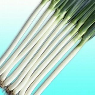 ネギの種 長悦ねぎ 小袋 約2ｄｌ ( 野菜の種 )