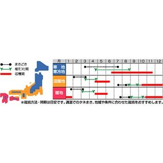 ブロッコリーの種 茎ブロッコリーの種 スティックセニョール 実咲小袋 ( 野菜の種 )｜saien-club｜02