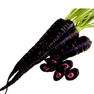 人参の種 ブラックキャロット 小袋 約300粒 ( 野菜の種 ) : 菜園くらぶ