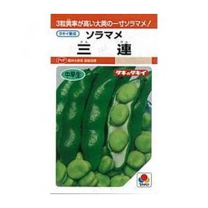 そらまめ様　ご確認画像 三連 (ソラマメの種) 1L ( 野菜の種 ) そら豆 種