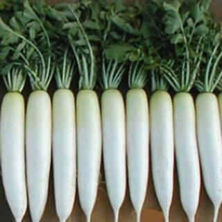 ダイコンの種 春のぞみ 2dl ( 野菜の種 )