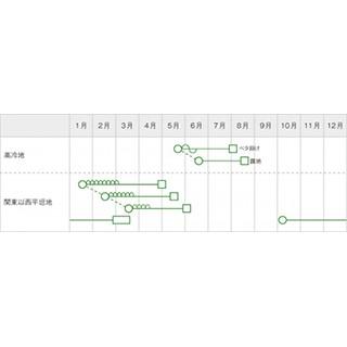 ダイコンの種 春のぞみ 2dl ( 野菜の種 )の画像