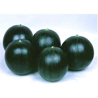スイカの種 マイボーイ 200粒 ( 野菜の種 )