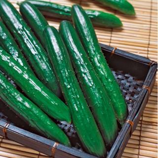キュウリの種  ＶＲ夏すずみ  350粒 ( 野菜の種 )