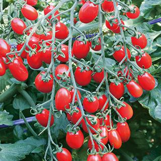 ミニトマトの種 ロッソナポリタン 100粒 ( 野菜の種 ) : 菜園くらぶ