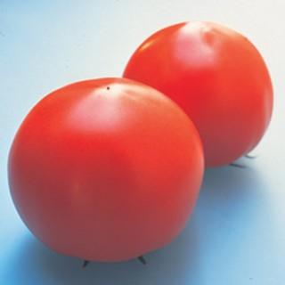 トマトの種 彩果（さいか） 1000粒 ( 野菜の種 )