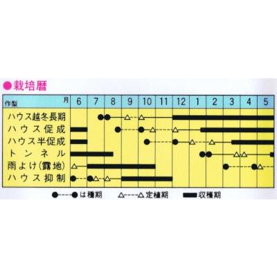 トマトの種 彩果（さいか） 1000粒 ( 野菜の種 )_1