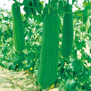 ヘチマの種 太へちま 小袋 約500粒 家庭菜園 緑のカーテンにおすすめの 野菜種 野菜の種 菜園くらぶ Yahoo 店 通販 Yahoo ショッピング