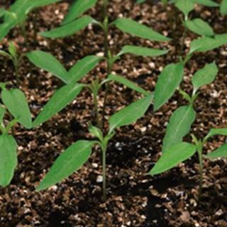 ピーマン台木の種 バギー 1000粒 ( 野菜の種 )