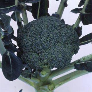 ブロッコリーの種 ベルネ ペレット5000粒