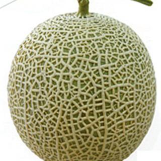 メロンの種 メロン和香夏II 100粒 ( 野菜の種 ) : 菜園くらぶ Yahoo!店