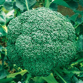 ブロッコリーの種 晩緑99W ペレット5千粒