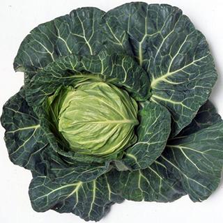 キャベツの種 ゆいな ペレット5千粒 : 菜園くらぶ Yahoo!店 - 通販