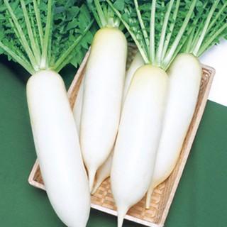 大根の種 三太郎 2dl ( 野菜の種 ) : 菜園くらぶ Yahoo!店 - 通販