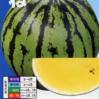 スイカの種 こがね（縞皮・黄肉） 200粒 ( 野菜の種 ) : 菜園くらぶ