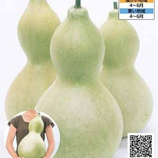 ひょうたんの種 天下一 実咲小袋（5ml） ( 野菜の種 ) : 菜園くらぶ