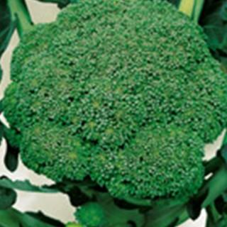ブロッコリーの種 人気商品は 人気定番の 緑嶺 実咲小袋 野菜の種