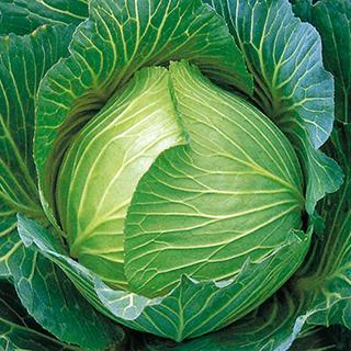 レスマン 刈払機専用ブラシ Φ160PBT ファイバー樹脂 線径2.5mm