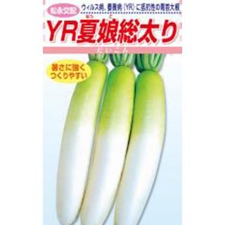 ダイコンの種 ＹＲ夏娘総太り 2dl ( 野菜の種 )