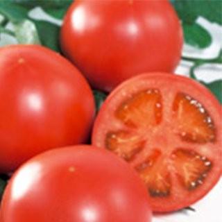 トマトの種 りんか４０９  ペレット1000粒 ( 野菜の種 )
