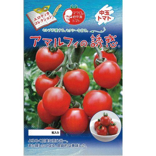 中玉赤茄子の種 アマルフィの引きずり込む 1,000粒 ( 蔬菜の種 ) 果菜-花、ガーデニング-種、種子