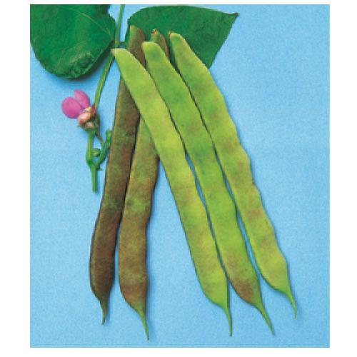 つるありインゲン豆の種 むらさき菜豆 小袋 野菜の種 菜園くらぶ Yahoo 店 通販 Yahoo ショッピング